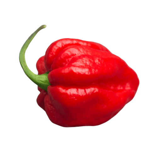 piment carolina reaper