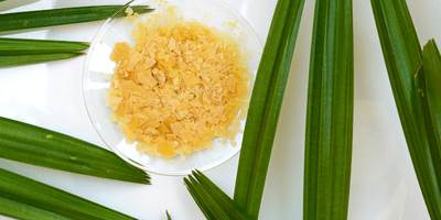 carnauba